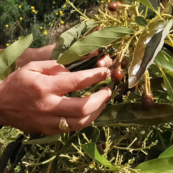 citroncaviar1 Citron caviar