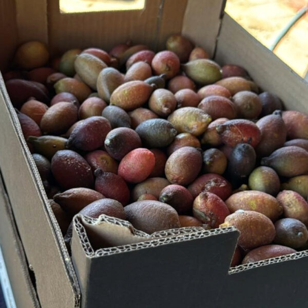 citroncaviar2 Citron caviar