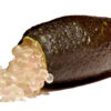 citroncaviar3 Citron caviar