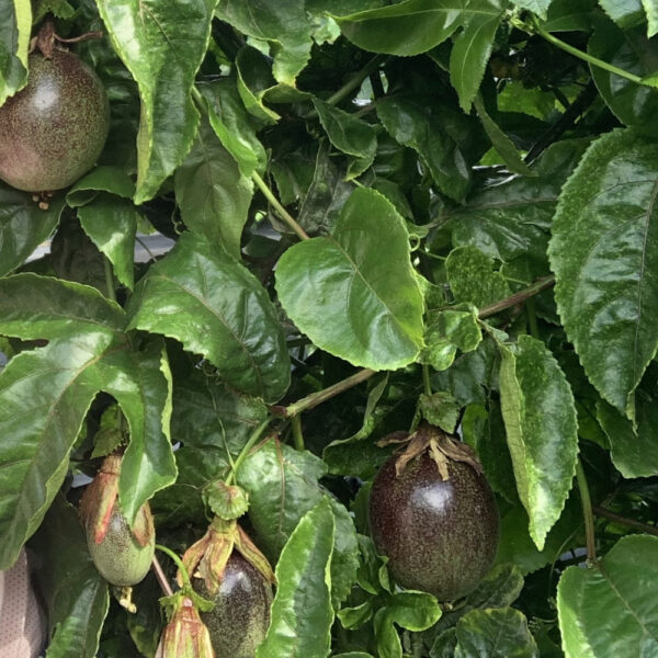 fruitdelapassion1 Fruit de la passion