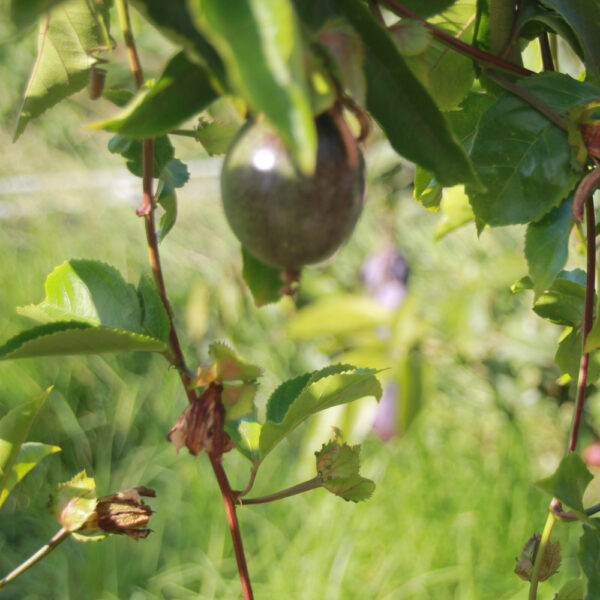 fruitdelapassion2 Fruit de la passion