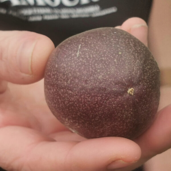 fruitdelapassion4 Fruit de la passion