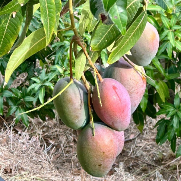 mangue Mangue