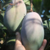 mangue1 Mangue