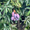 mangue2 Mangue
