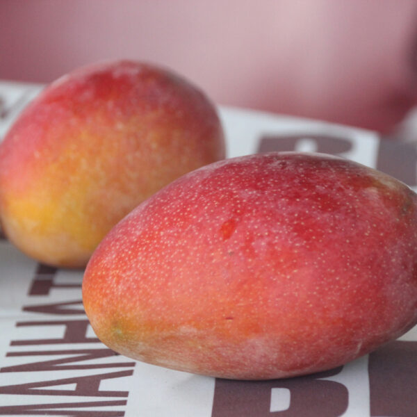 mangue3 Mangue