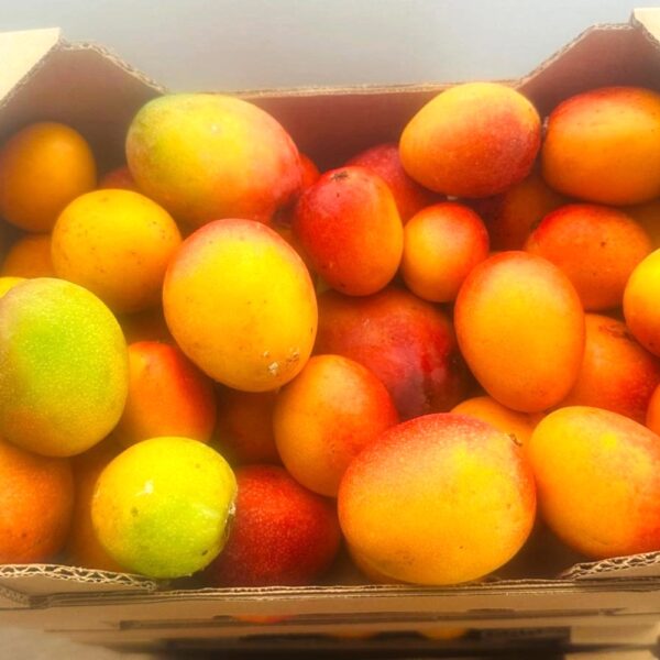 IMG-20260816-WA0000 Mangue baby