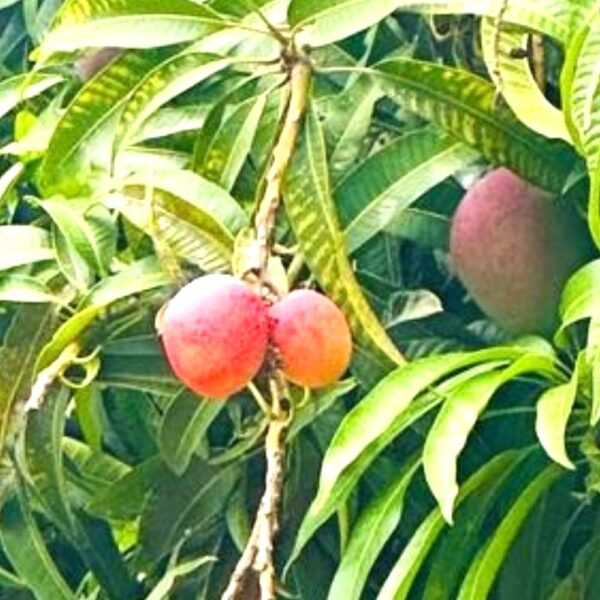 IMG-20260816-WA0004 Mangue baby